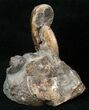 Discoscaphites Conradi Ammonite - SD #16984-2